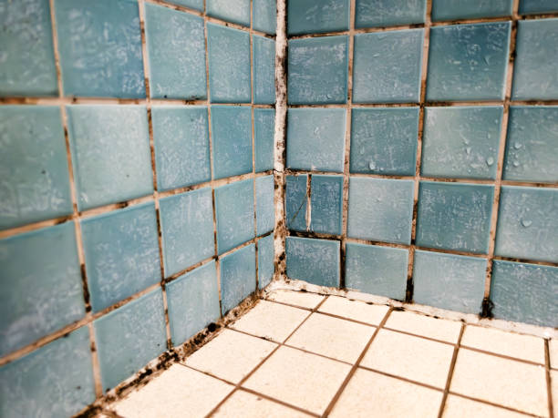 Best Mold Odor Removal Services  in Sutherlin, OR